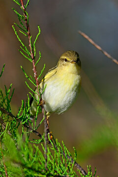 Willow warbler // Fitis (Phylloscopus trochilus)