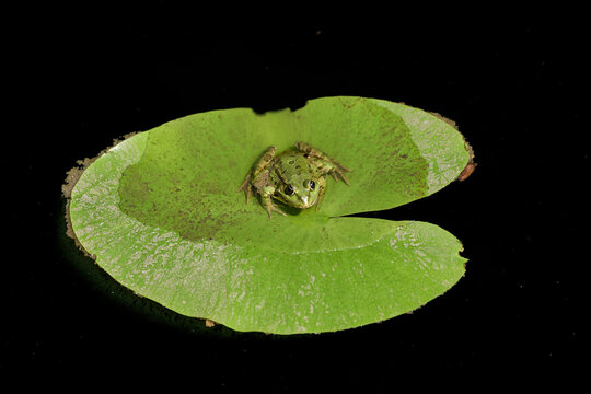 Small green frog sitting on a lily pad floating in dark water
