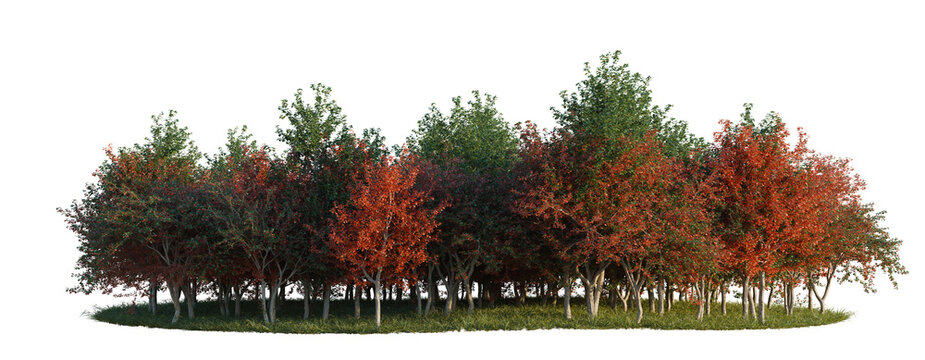 Crataegus persimilis tree line, Forest Edge, Backdrop cutout, isolate transparent background, Autumn Trees Group with Vivid Red, Orange, and Green Foliage - Perfect for Landscape Design