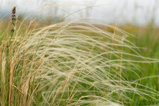 Feather Grass in a Meadow