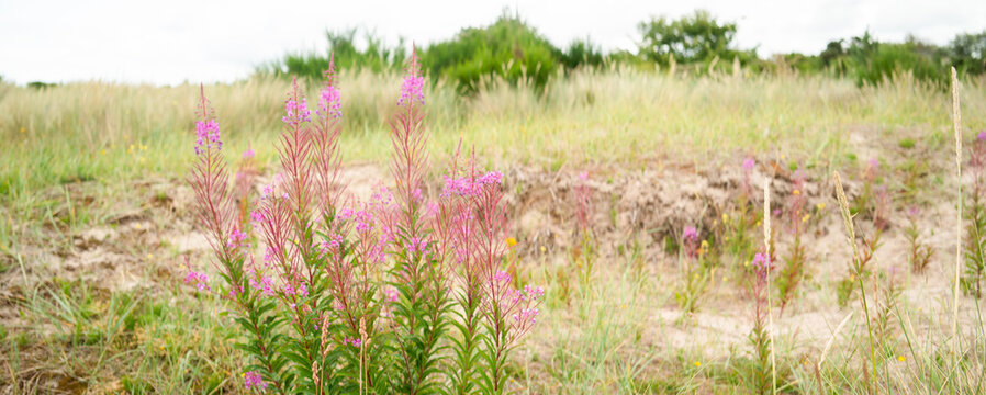 Willow herb on the beach at Nairn on the Moray Firth, Scotland. Dune system behind the beach.