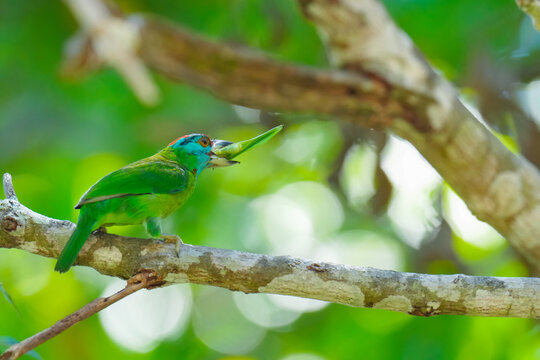 Blue-throated barbet (Megalaimidae) bird on a branch 