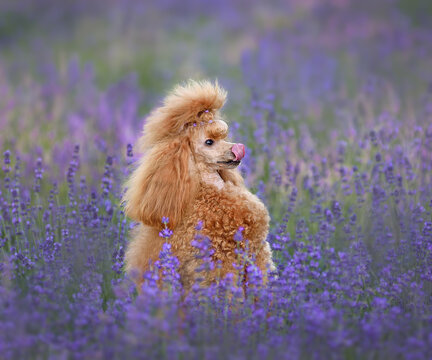  Apricot poodle in a blooming lavender field