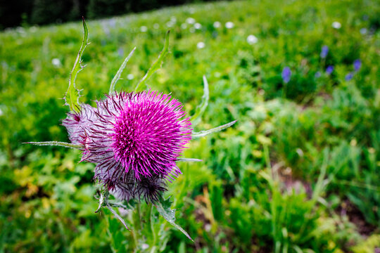 Purple thistle macro in apline