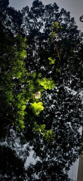 Dense Tree Canopy With Feathery Leaves Backlit By Glowing Streetlight At Night