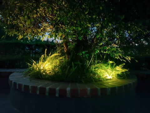 Tree and Ferns Illuminated by Warm Landscape Lighting in a Brick Planter at Dusk
