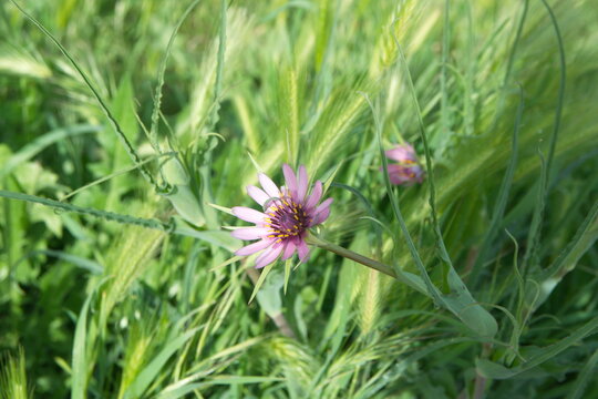 Tragopogon, also known as goatsbeard, or salsify, is a genus of flowering plants in the family Asteraceae