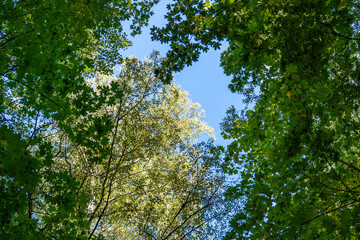 Fototapeta premium Looking Up Through Dense Green Canopy of Summer Forest Toward Bright Clear Blue Sky, Capturing Tranquil Beauty of Nature and Sunlight Filtering Through Vibrant Tree Leaves