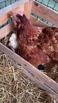vertical close-up video of hen with three newly hatched colorful chicks. themes of animal care, the beginning of new life, and the joys of raising chicks