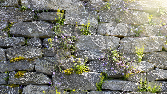 Natural Stone Wall Background with Cymbalaria, Corydalis and Moss Growth.