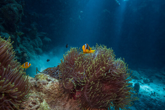 Beautiful Red Sea clownfish pair with magnificent sea anemone and sun rays underwater