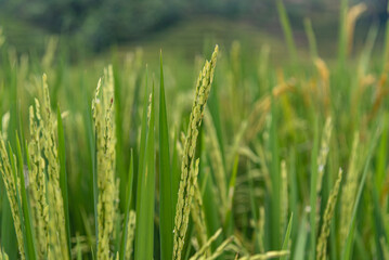 Obraz premium Close view of healthy rice plants with abundant grain heads growing in a fertile paddy field