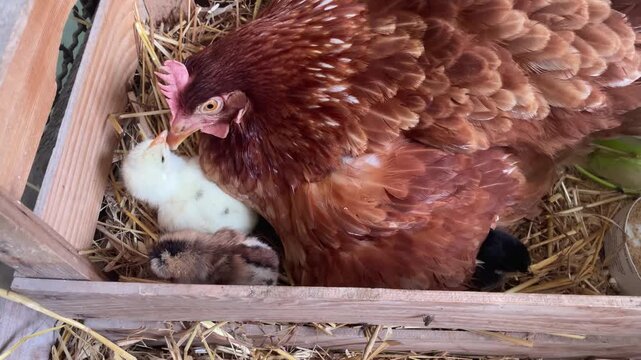 close-up video of hen with three newly hatched colorful chicks. themes of animal care, the beginning of new life, and the joys of raising chicks