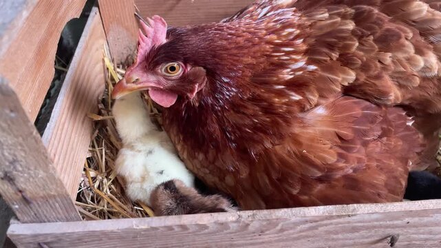 horizontal close-up video of hen with three newly hatched colorful chicks. themes of animal care, the beginning of new life, and the joys of raising chicks