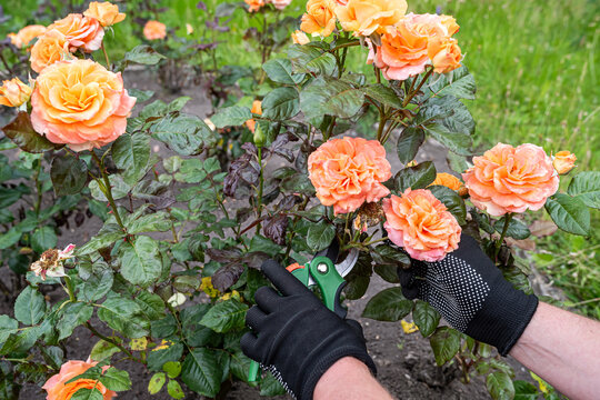 Man trimming orange roses with pruning shears in beautiful summer garden, floral maintenance concept