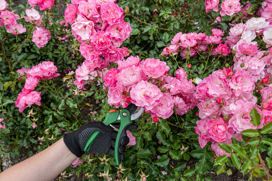 Close up of hands trimming light pink roses in sunny garden, floral maintenance and blossom care