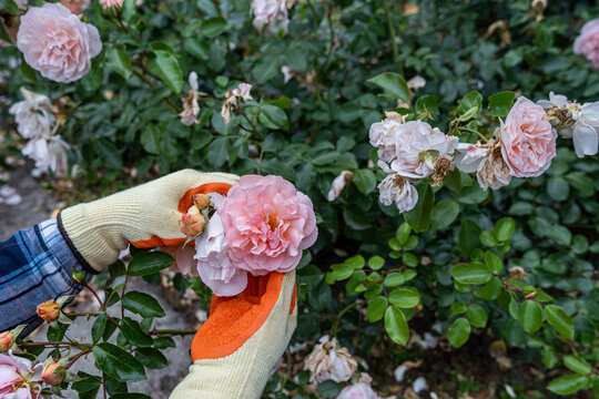 Hands pruning light pink rose bush with green secateurs in blooming garden, floral care concept