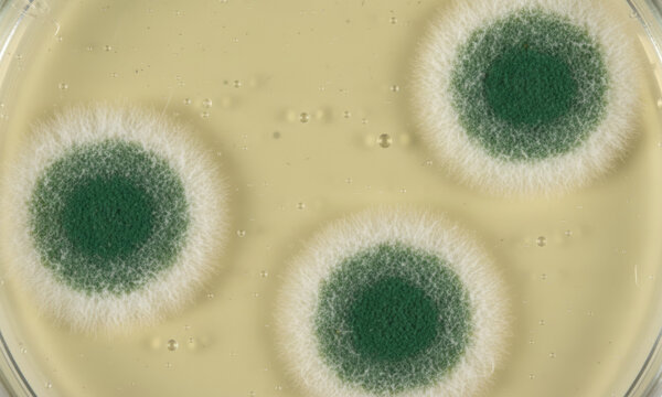 Laboratory cultivation of mold colonies for microbiological research