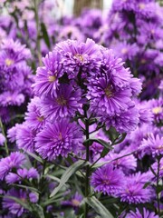 Fototapeta premium Purple Aster