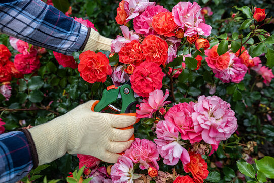 Gardener examining vibrant red and pink roses in flower garden, floral care and natural beauty concept