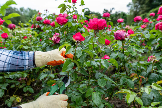 Close up of gardener hands cutting light pink roses with garden shears, floral care and bloom work
