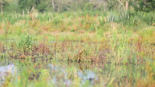Clumps of Common reed at the edge of a pond with dragonflies in flight in summer. Phragmites australis, Indre-et-Loire 37, r&eacute;gion Centre Val de Loire, France, European Union, Europe