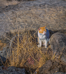 Orange and White Tabby Cat Sunning in Dry Grass and Grey Rocks. © ttrimmer