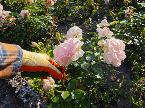 Gardener Pruning Pink Roses in Summer Garden at Sunset. A close-up of a gardener&rsquo;s gloved hand using pruning shears to trim blooming pink roses in a sunlit garden.