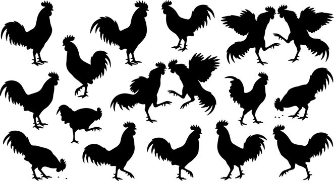 Set of black rooster and cockerel silhouettes featuring various poses standing walking fighting and pecking isolated on a white background