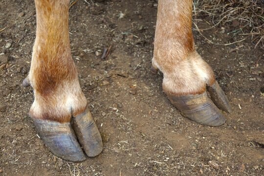 Close up deer hooves detail