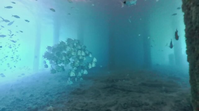 Marine Life: School of Atlantic Spadefish (Chaetodipterus faber) Swimming under Blue Heron Bridge in Riviera Beach, Florida in 4K