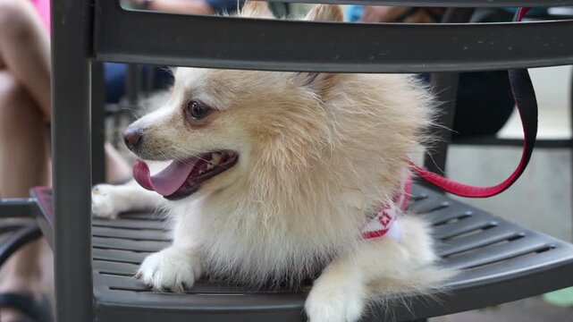Cute Pomeranian dog resting under an outdoor table, panting happily and looking at the camera. Adorable companion pet in a cozy caf&eacute; setting, perfect for lifestyle footage.
