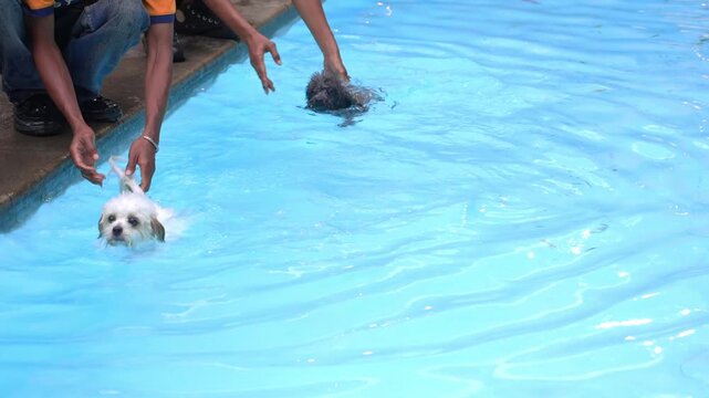 Small dogs swimming in a pet pool with owners assisting during hydro play. Fun outdoor canine activity, pet wellness, and cinematic lifestyle video footage.