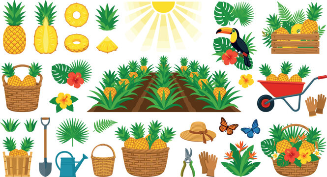 Tropical pineapple farm plantation vector element bundle with harvesting baskets wheelbarrow toucan bird shovel and gardening tools