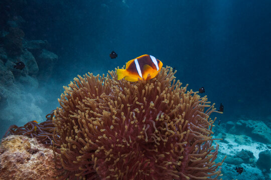 Close up of a vibrant Red Sea clownfish inside magnificent sea anemone tentacles underwater