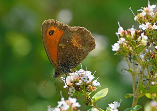 Gatekeeper butterfly on White flower
