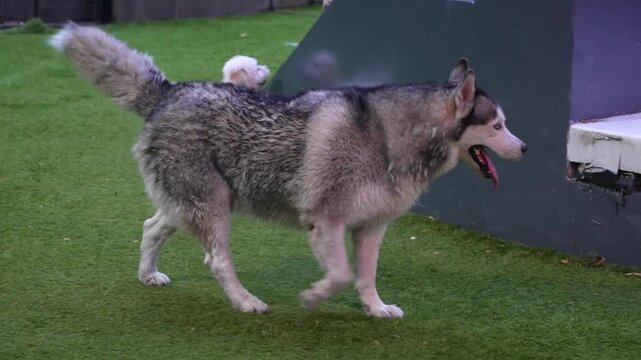 Playful Siberian Husky interacting with an American Bully puppy at an outdoor dog park, capturing friendly canine socialization, pet behavior, and lifestyle footage.