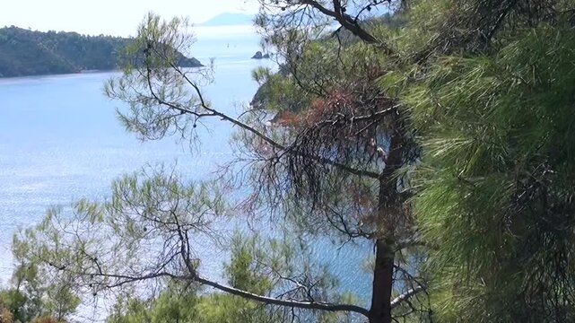 A breathtaking view unfolds over Oludeniz Bay in Turkey. Lush green pine trees gracefully frame the tranquil azure waters, leading the eye to distant shores.