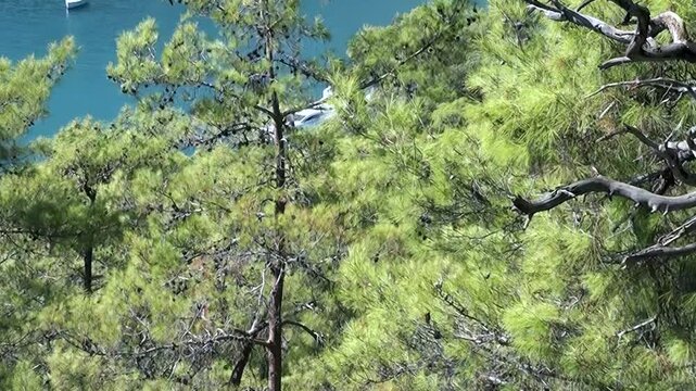 Discover breathtaking beauty of Oludeniz Bay Turkey. Sunlight filters through vibrant green pine trees, revealing tranquil azure waters and distant boats on clear, bright day. Stunning natural vista.
