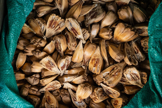 Dried Nipa Palm Fruit Texture Background Traditional Herbal Ingredient