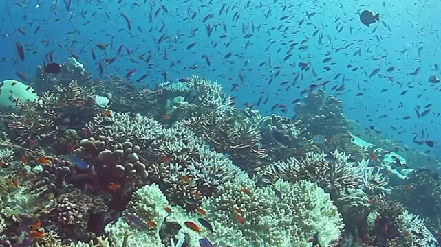 Dive into the stunning coral reefs of the Fiji Islands, where colorful fish dart among vibrant corals. Experience nature's artistry beneath the waves in this breathtaking tropical paradise.