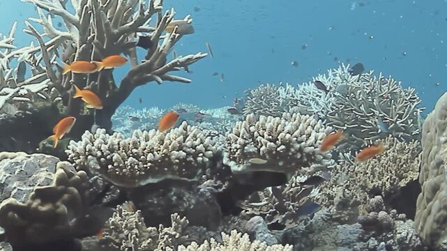 Colorful fish dart among the stunning coral formations in the Fiji Islands. Beneath the crystal-clear waters, the lively marine life creates a mesmerizing dance of colors, showcasing nature's beauty.