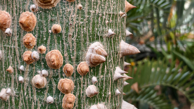 Horizontal ceiba speciosa tree trunk texture with sharp thorns