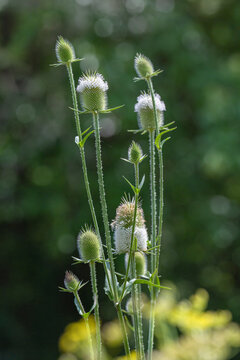 Flowering Teasel Plant with Sunlit Bokeh Background
