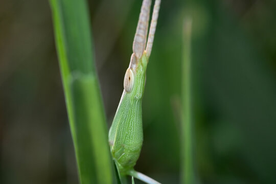 Macro photograph of a conehead grasshopper sitting in green grass