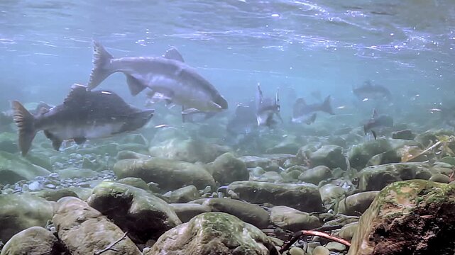 Witness a vibrant school of salmon navigating through the crystal-clear river. These majestic fish swim harmoniously among the smooth stones, showcasing nature's beauty in motion.