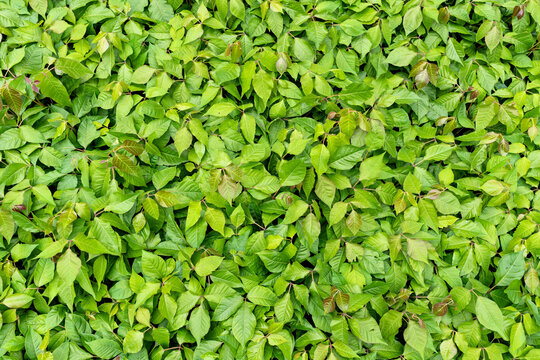 dense, lush ground cover of poison ivy plants 