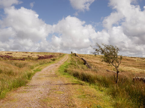 Rural dirt path through open countryside under cloudy sky