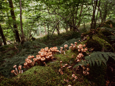 Mushroom cluster on mossy log in forest
