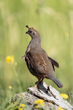 Crested Quail on Log